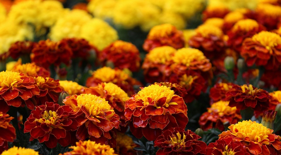 Вирощування чорнобривців розсадою в 2025 році: поради по вибору найкращих днів для посадки.