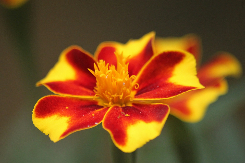 Календар посадки чорнобривців на розсаду в 2025 році: як отримати раннє цвітіння.