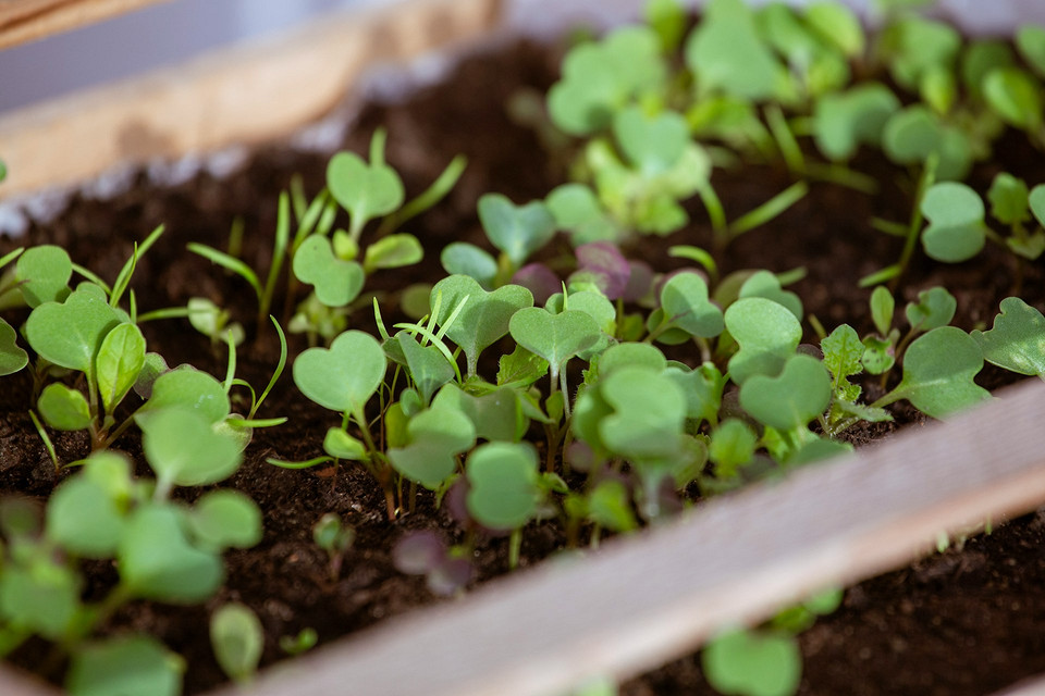 Вирощування розсади капусти в 2026 році з огляду на сприятливі дні місячного календаря