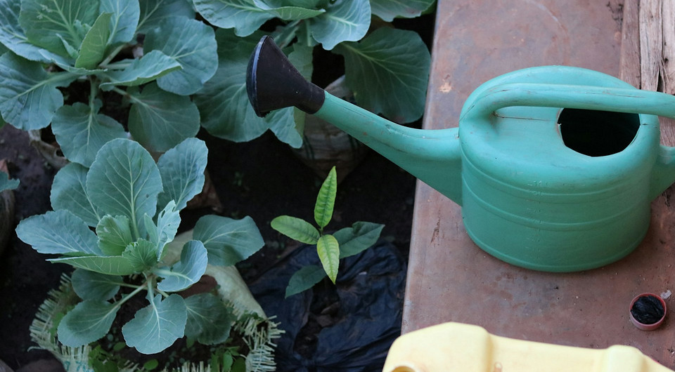 Визначення сприятливих днів для посадки капусти на розсаду 2026 з урахуванням місячного календаря