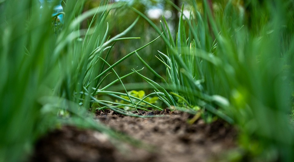 Вирощування цибулі з насіння у 2025 році: терміни та сприятливі дні для посадки.