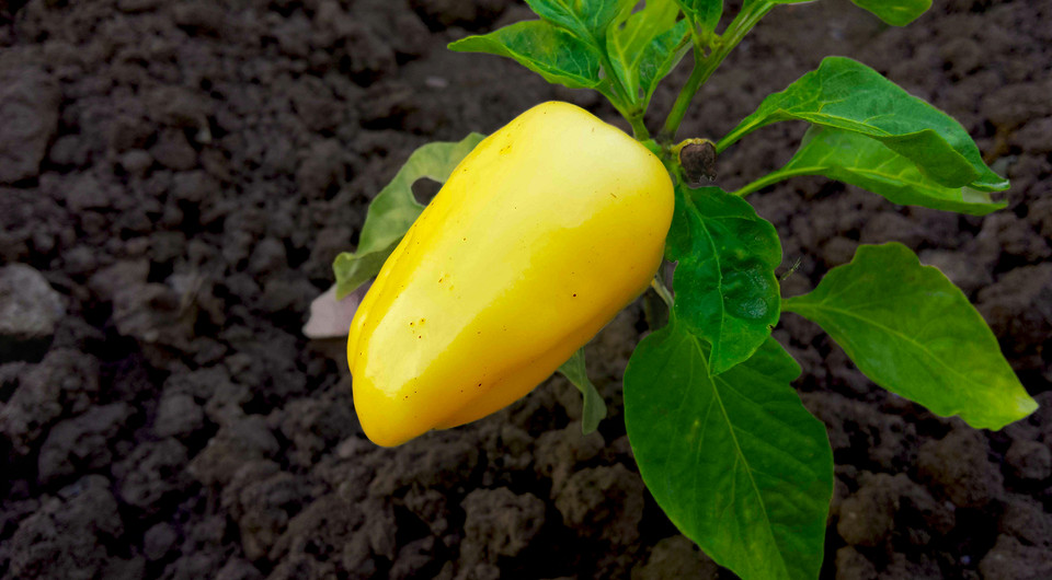 Посів перцю на розсаду в березні 2026: визначення оптимальних строків посадки перцю.