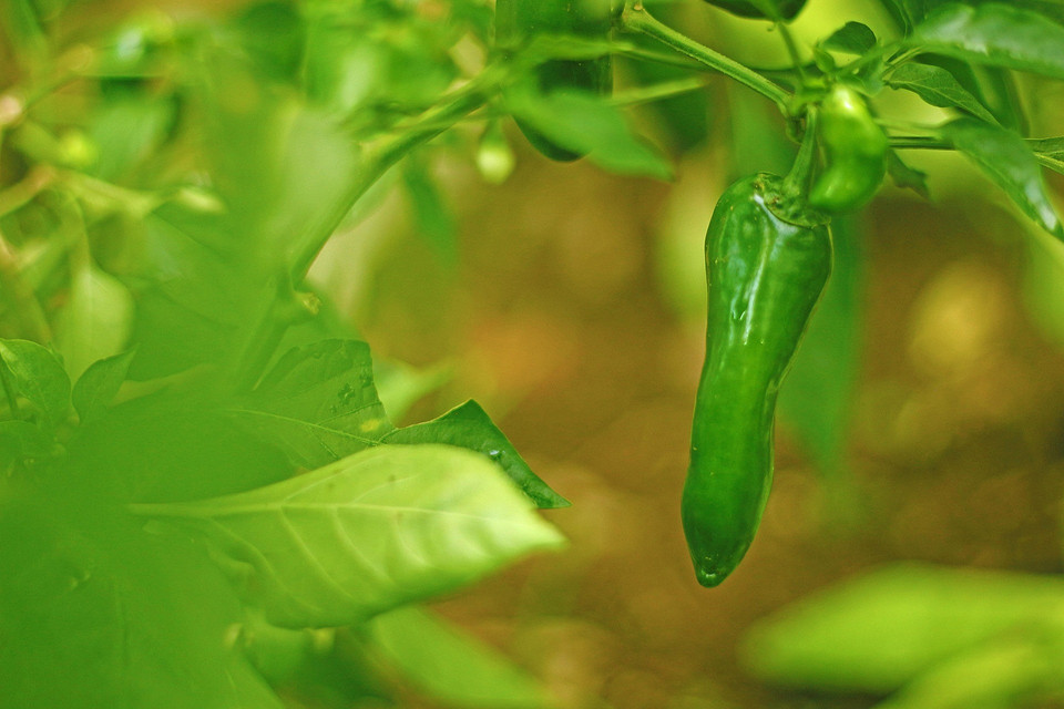 Календар садівника на березень 2026: коли сіяти перець на розсаду для отримання раннього врожаю.