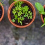 Урал: коли сіяти розсаду у 2026?