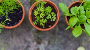 Календар посіву розсади на Уралі: поради для успішного врожаю 2026 року