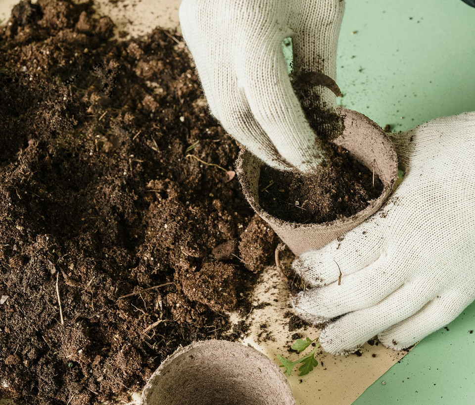 Ранні сорти огірків для вирощування в різних регіонах України в 2025 році.