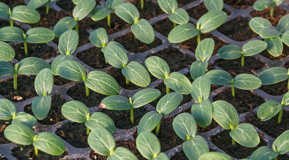 Розсада огірків у стаканчиках, готова до висадки в ґрунт навесні 2025 року.