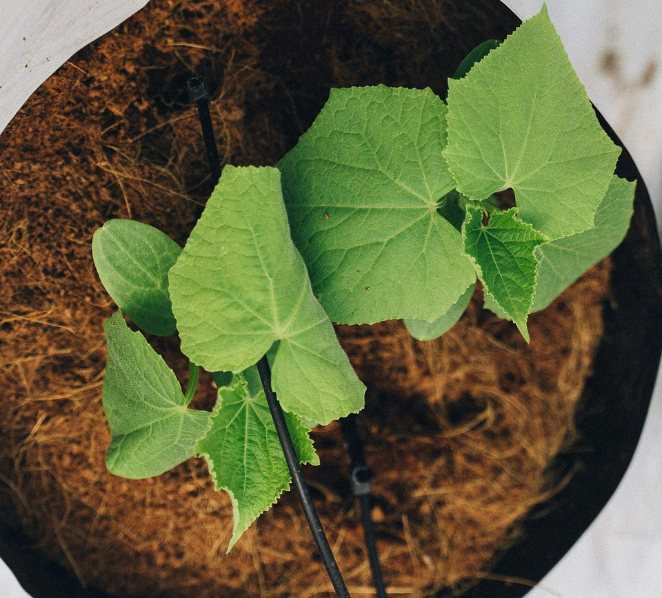 Визначення термінів посадки розсади огірків за місячним календарем на 2025 рік.