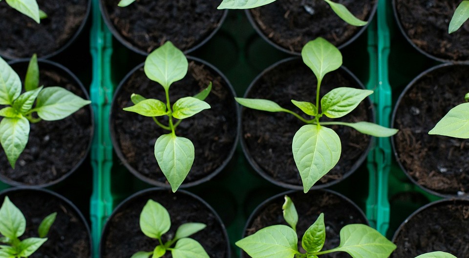 Коли садити перець на розсаду 2026: вибір термінів для здорового росту