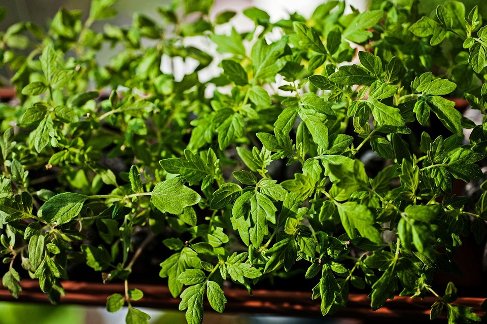 Ранні сорти помідорів для вирощування в теплиці у 2026 році.