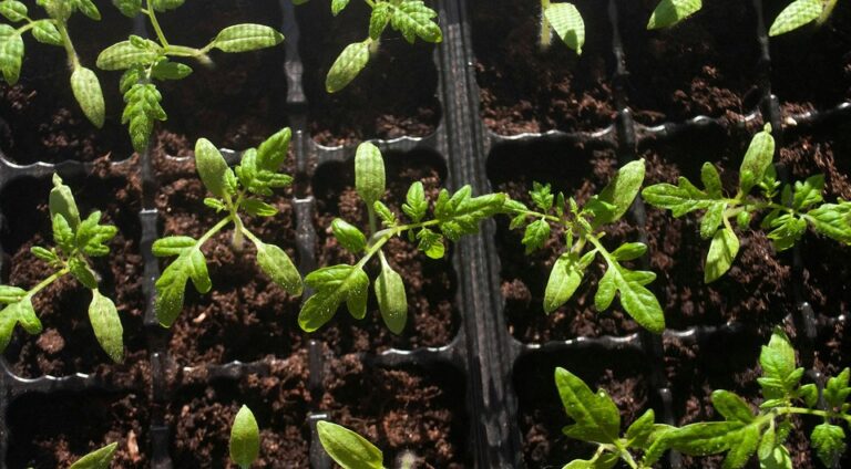 Коли садити помідори на розсаду у 2026 році: Повний посібник для багатого врожаю — Коли садити помідори на розсаду 2026