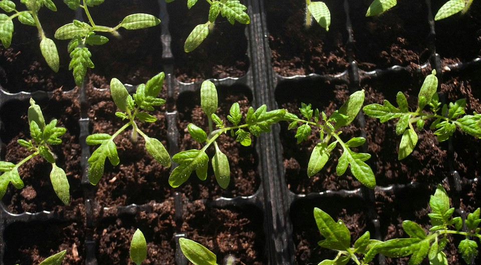 Розсада помідорів у контейнерах, готова до висадки у 2026 році.