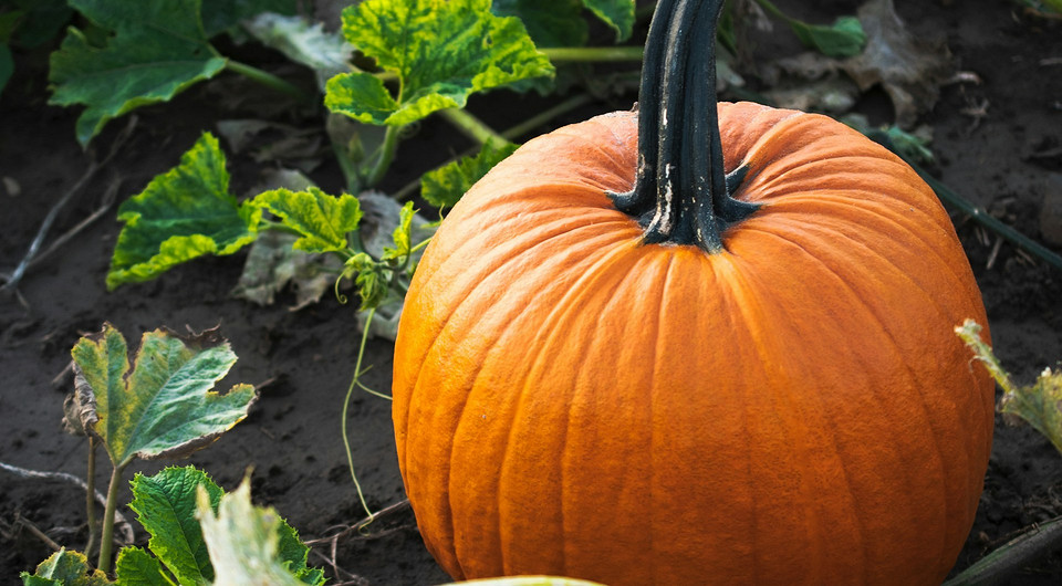 Коли садити гарбуз у 2026 році: вибір оптимального часу для висадки розсади.