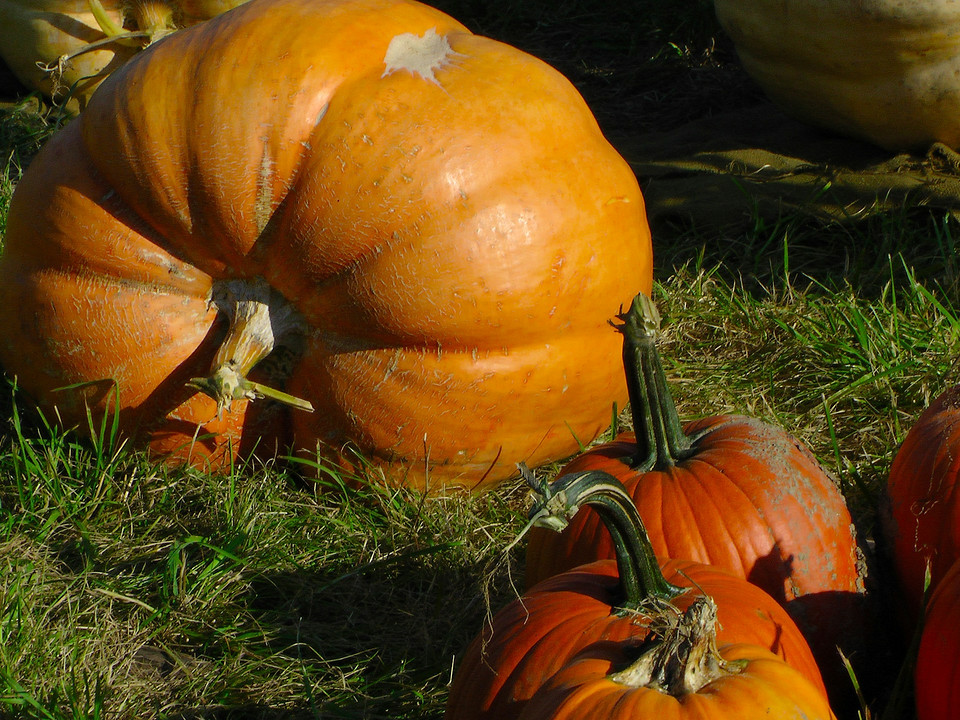 Теплолюбні рослини: особливості вирощування гарбуза в різних кліматичних зонах у 2026.