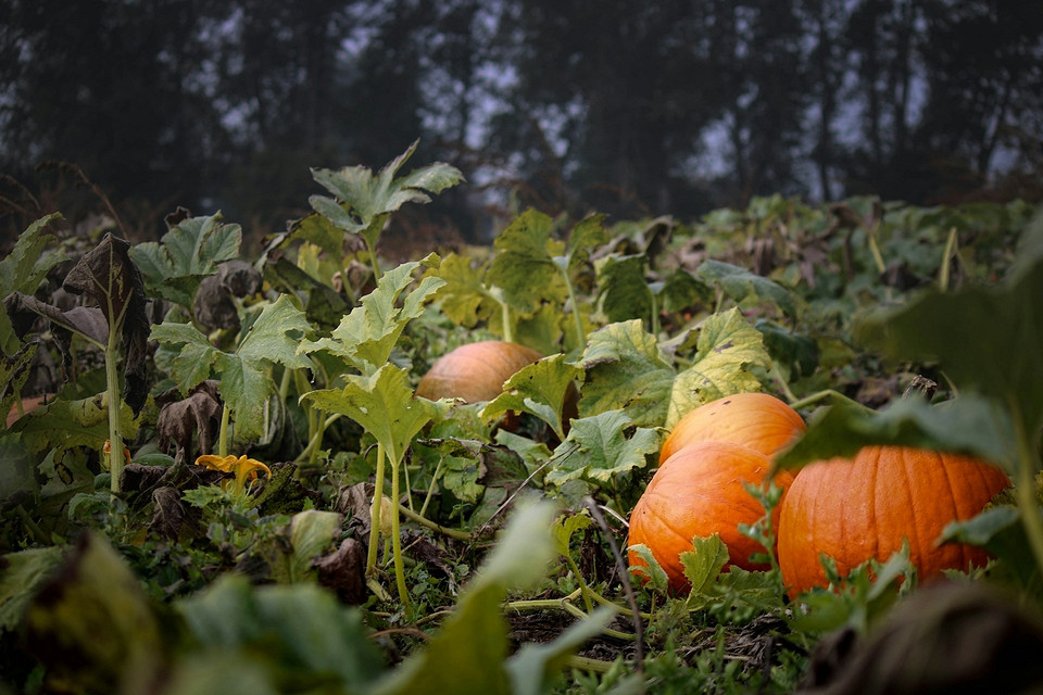Ранні сорти гарбуза: вибір і посадка для отримання швидкого врожаю у 2026.