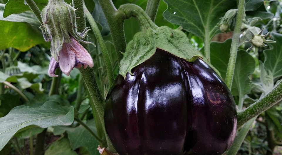 Вирощування розсади баклажанів 2026: розрахунок оптимальної дати посіву для щедрого врожаю