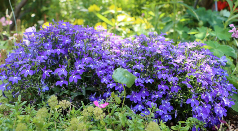 Лобелія 2026: вирощування, догляд та секрети пишного цвітіння — Лобелія вирощування з насіння 2026