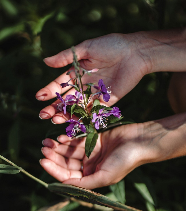 Жінка збирає Іван-чай на полі, оптимальний період для збору 2026