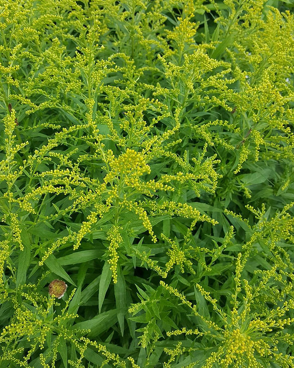 Детальний вид листя Іван-чаю, розкладеного для ферментації та сушки