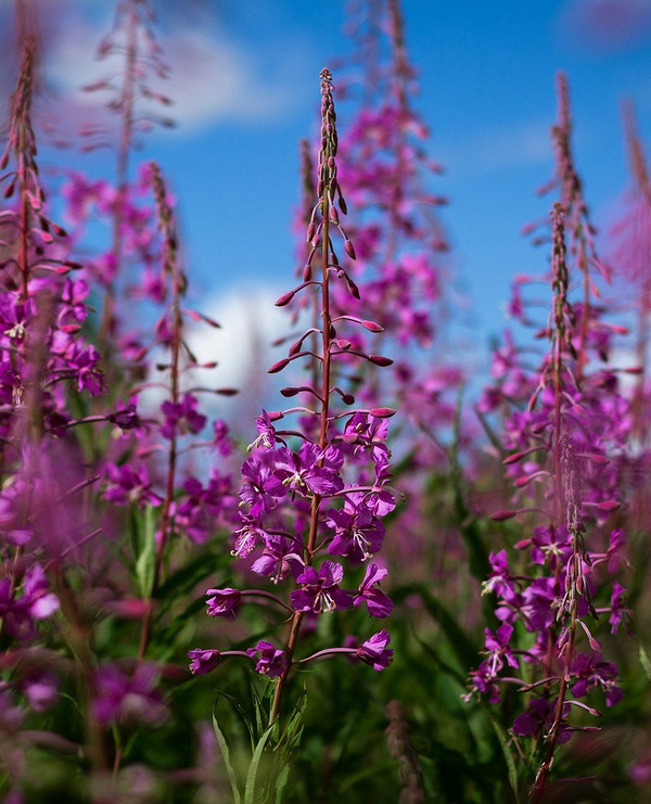 Процес сушіння Іван-чаю в домашніх умовах для збереження корисних властивостей