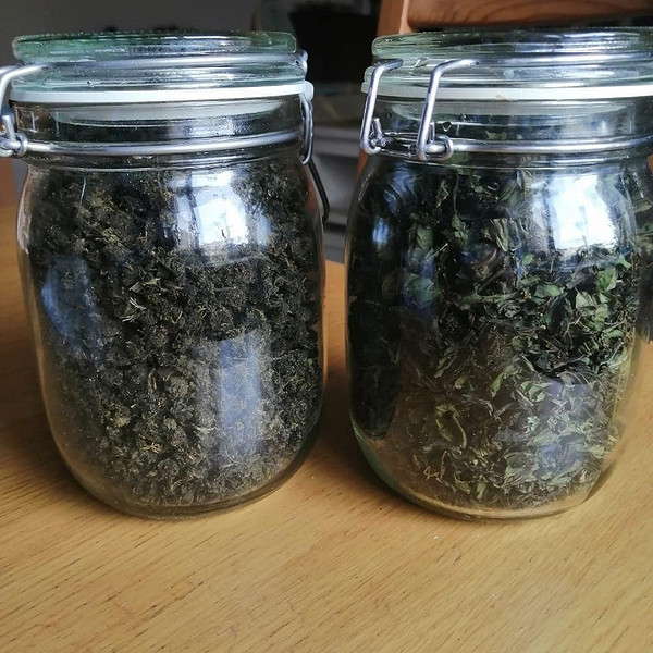 Квітучий Іван-чай на лузі, визначення терміну збору за цвітінням