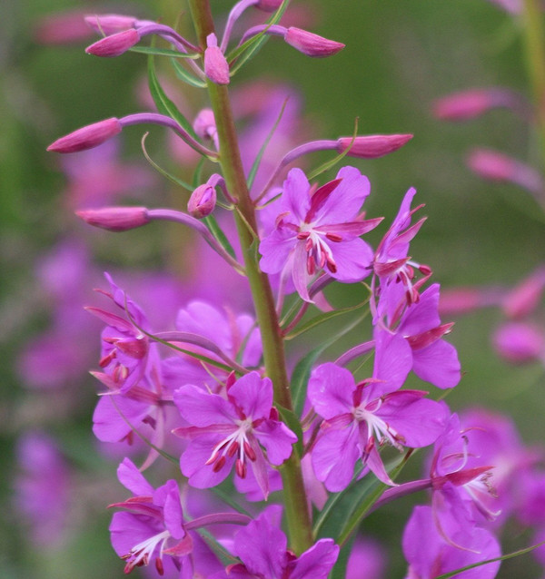 Крупний план листя Іван-чаю, готового до збору у 2026 році