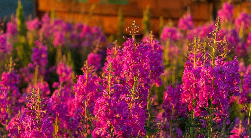 Збір Іван-чаю: зелені листки на полі, оптимальний час збору