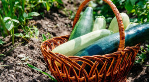 Кабачки: збираємо врожай вчасно для максимальної віддачі