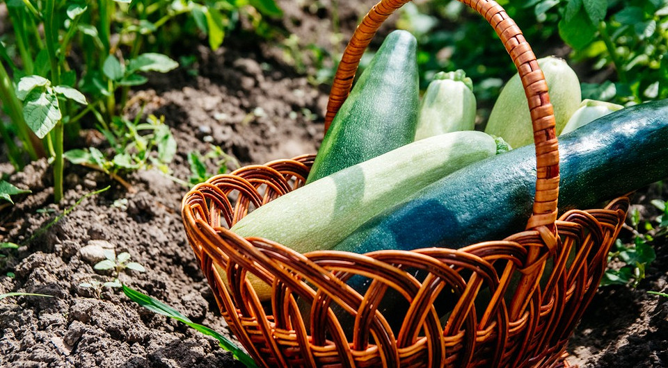 Збір врожаю кабачків: свіжі, зелені плоди, готові до споживання, вирощені в Україні.