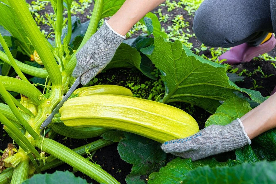 Кабачки: великий урожай, готові до збору. Збір врожаю кабачків для приготування та зберігання.