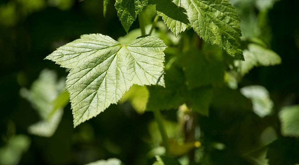 Збір листя смородини для чаю: поради та найкращий час для заготівлі