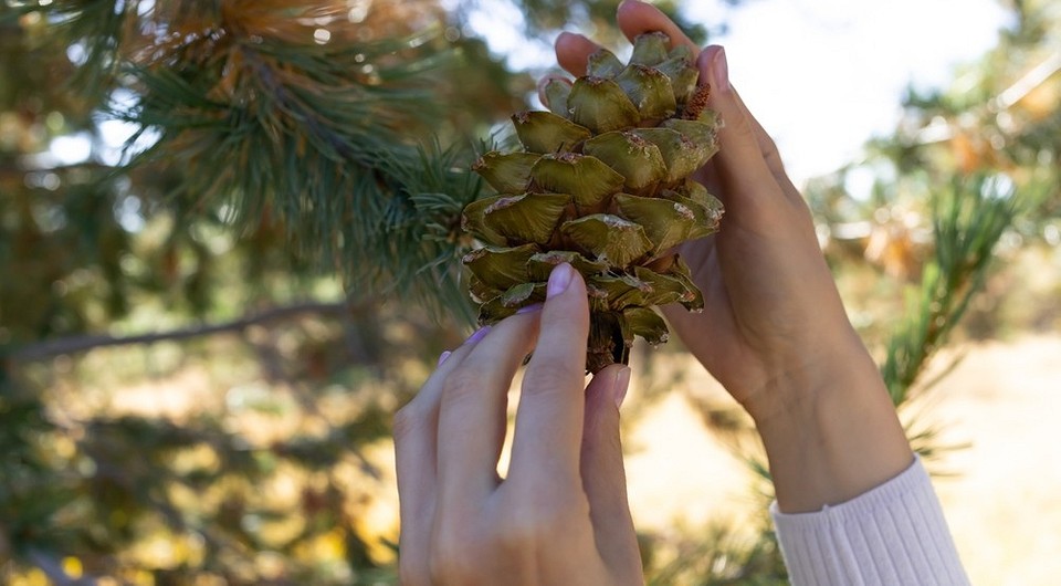 Зелені соснові шишки на гілці дерева, готові до збору у 2026 році.
