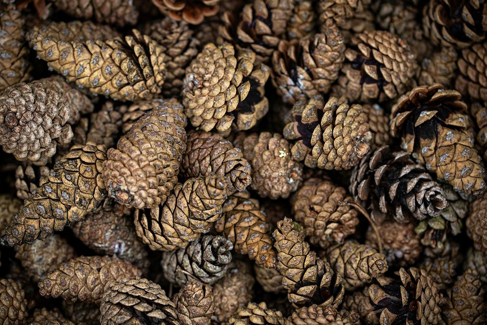 Соснові шишки, розташовані на дерев'яній поверхні, готові до застосування.