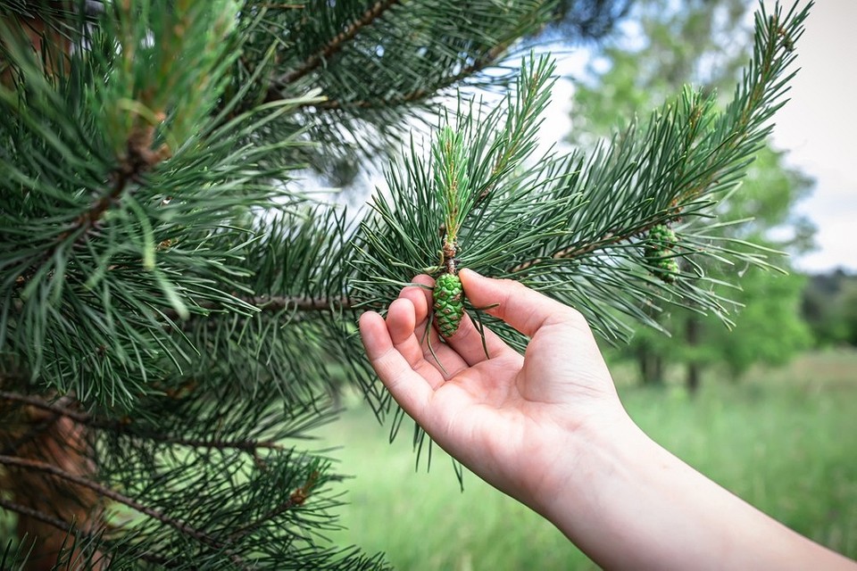 Соснові шишки, зібрані для використання в народній медицині у 2026 році.