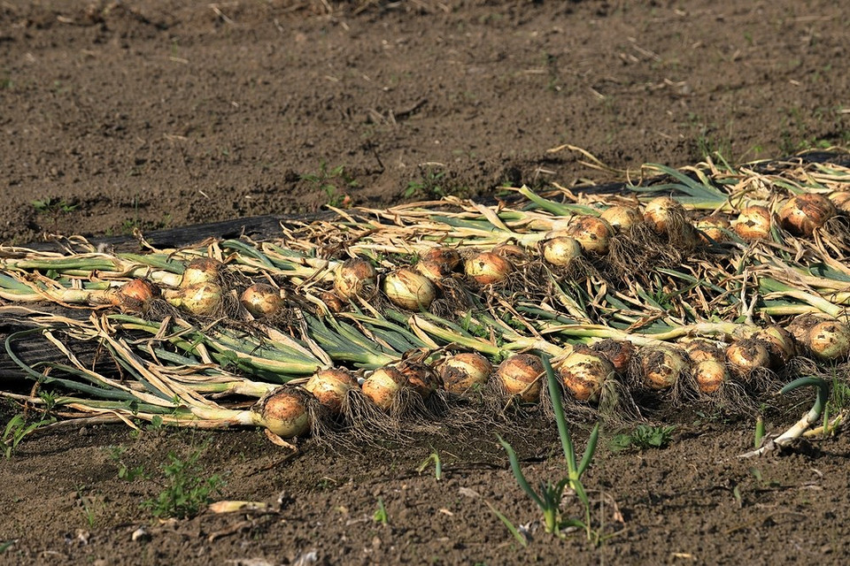 Зібрана цибуля: правильне сушіння перед зберіганням для тривалого терміну.