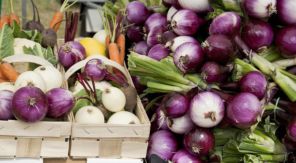 Збір цибулі в Україні: ознаки стиглості та готовності до збору врожаю.