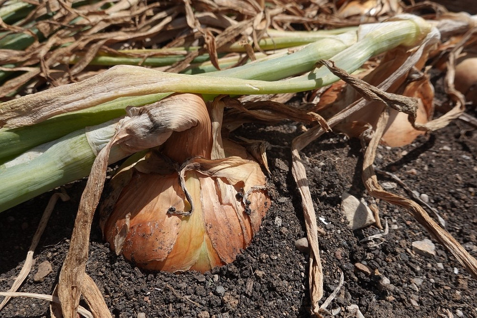 Сприятливі терміни для збору цибулі в Україні: врахування погодних умов.
