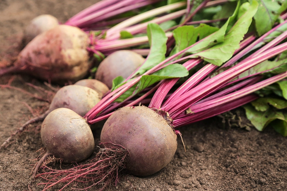 Підготовка буряка до зберігання взимку після збору урожаю восени 2026