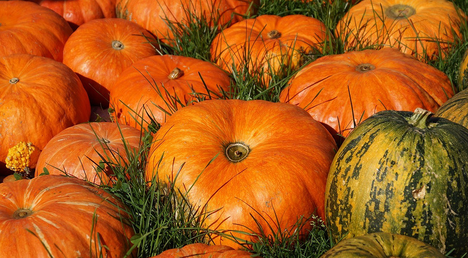 Збір гарбуза восени: визначення стиглості для тривалого зберігання в Україні 2026.