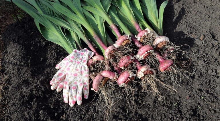 Підготовка гладіолусів до зими 2026: Поради експертів зі збереження посадкового матеріалу. — Викопування та зберігання ц