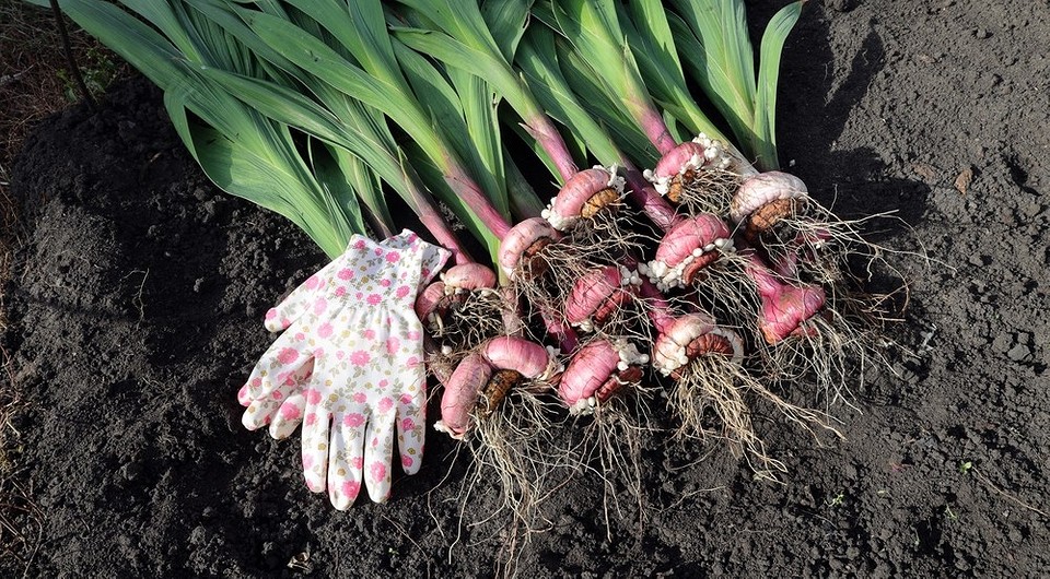 Викопування цибулин гладіолусів для зимового зберігання: підготовка до посадки у 2026 році.
