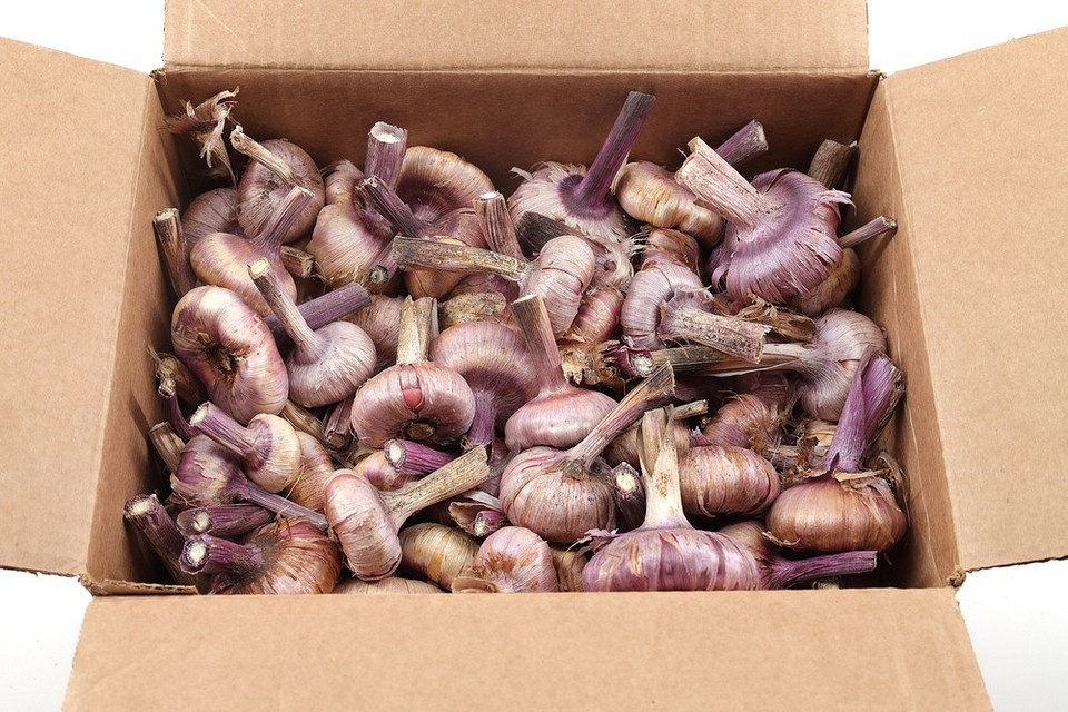 Підготовка цибулин гладіолусів до зими 2026: етапи викопування, обробки та зберігання.