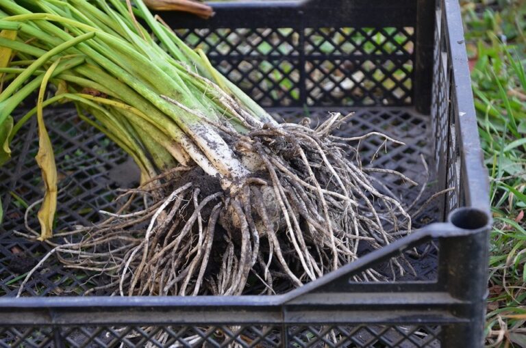 Як правильно викопувати кали восени 2026: Поради експертів для рясного цвітіння. — Як правильно викопувати кали