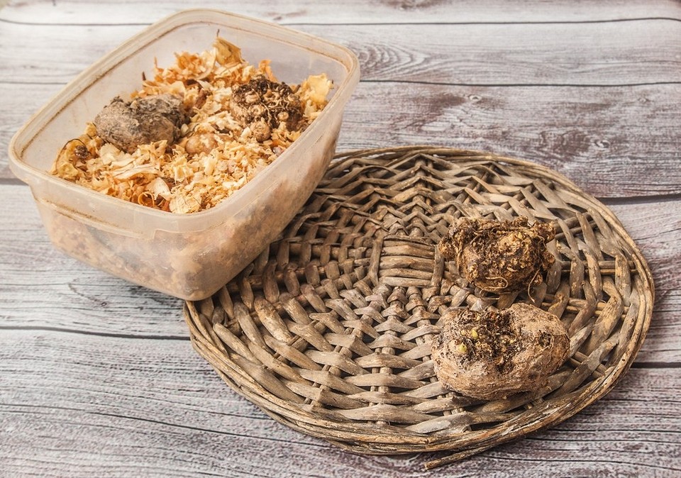 Цибулини кали викопані восени для зимового зберігання, захист від гнилі