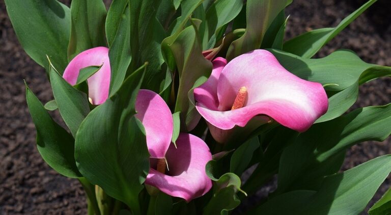 Як правильно підготувати кали до зими для пишного цвітіння наступного року — Викопування калл на зиму