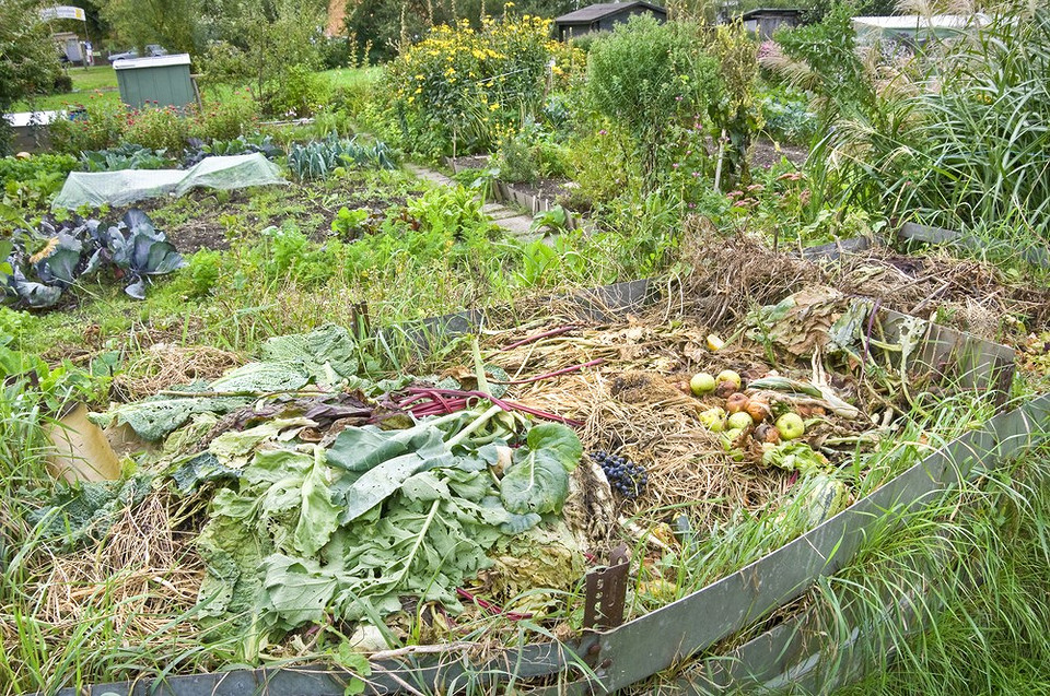 Компостування бадилля: процес перетворення бадилля на цінне органічне добриво для саду 2026