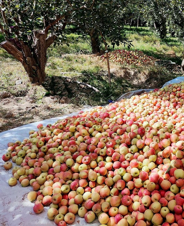 Яблука: способи використання великого врожаю, рецепти та поради на 2026 рік