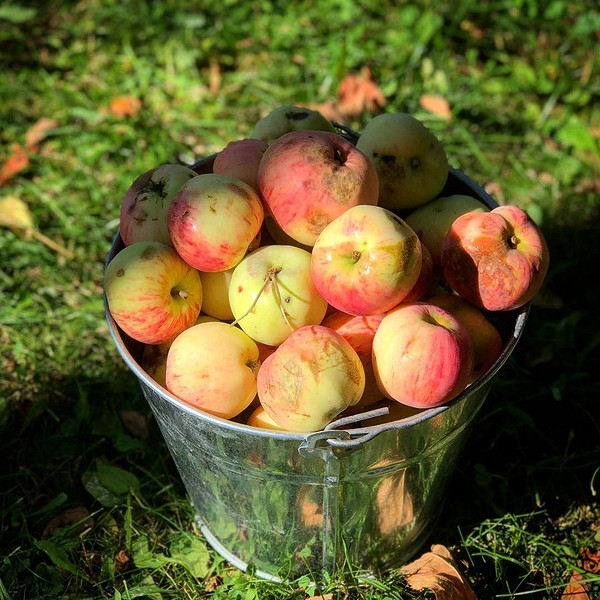 Утилізація опалих яблук: практичні поради та безпечні методи переробки у 2026 році