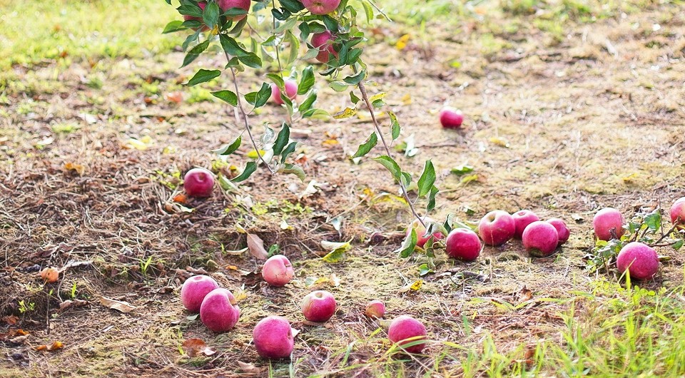 Що робити з великим урожаєм яблук: ідеї переробки та утилізації в 2026 році