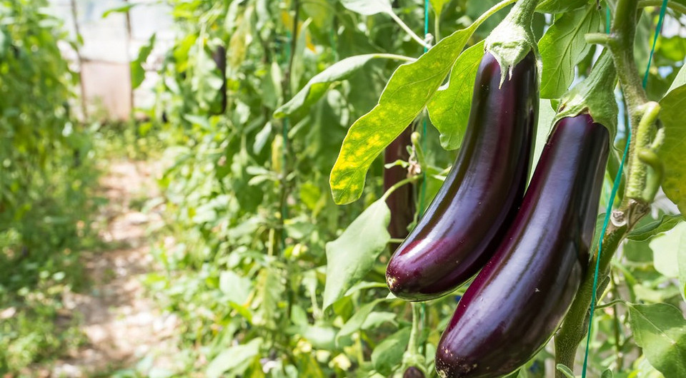 Фото найкращих сортів баклажанів для вирощування в теплиці, огляд сортів.